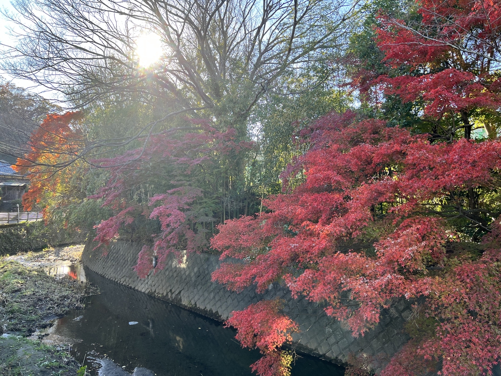 ぐるっと鎌倉20K〜2021紅葉シーズンの写真16