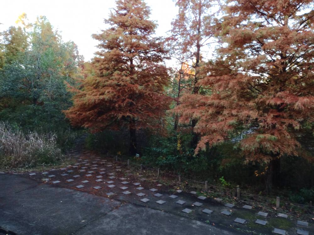 千葉県　柏の葉公園RUNの写真3