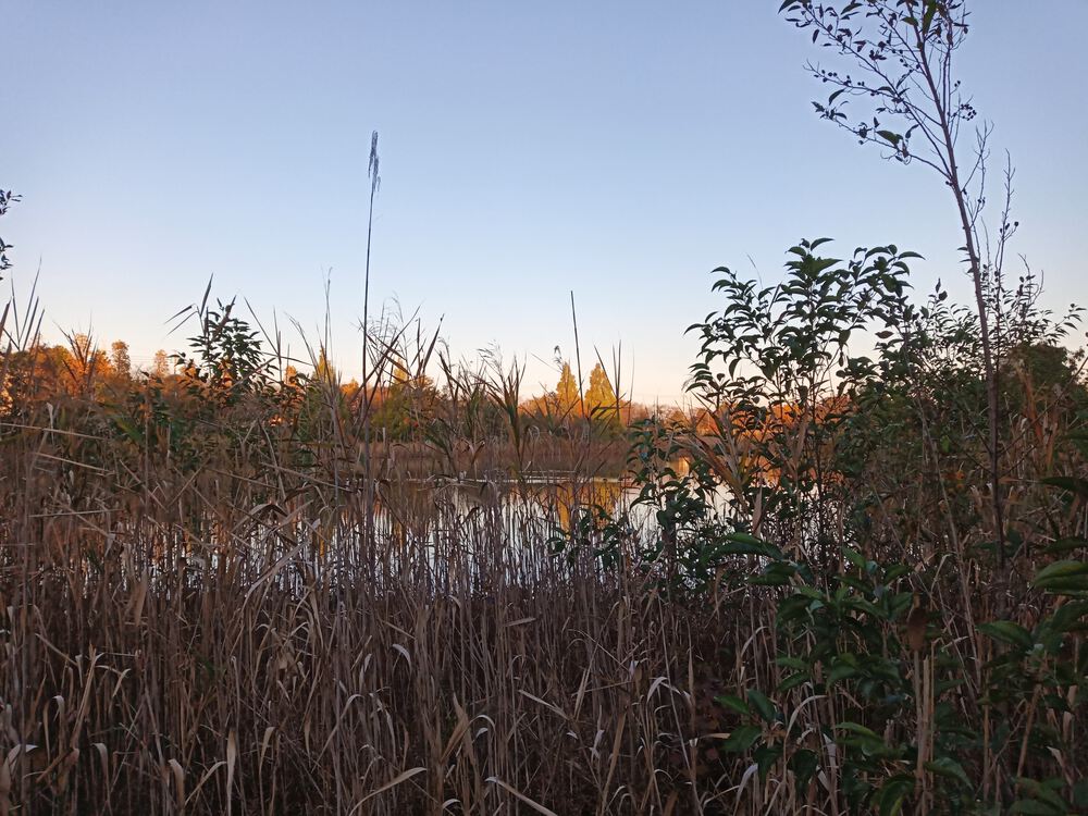 千葉県　柏の葉公園RUNの写真5