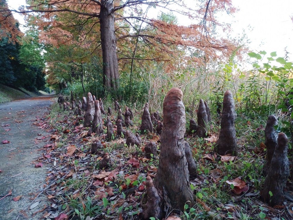 千葉県　柏の葉公園RUNの写真9