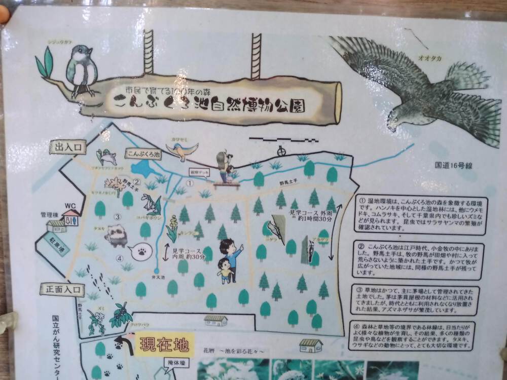 千葉県　柏の葉公園RUNの写真13