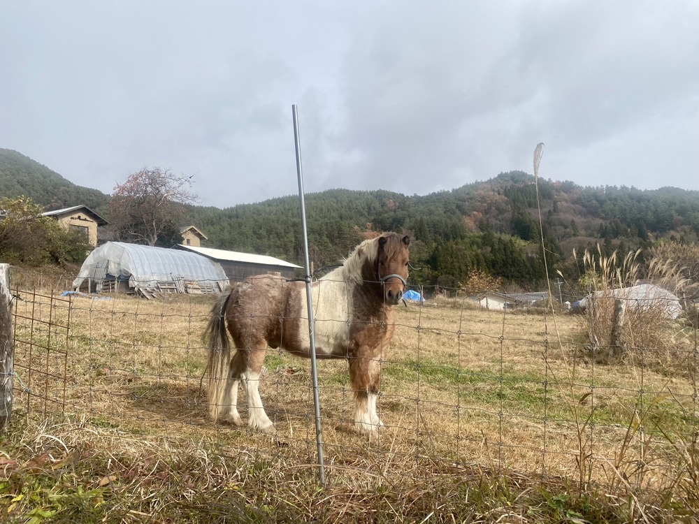 上田市  子壇嶺岳からの新蕎麦ランの写真5