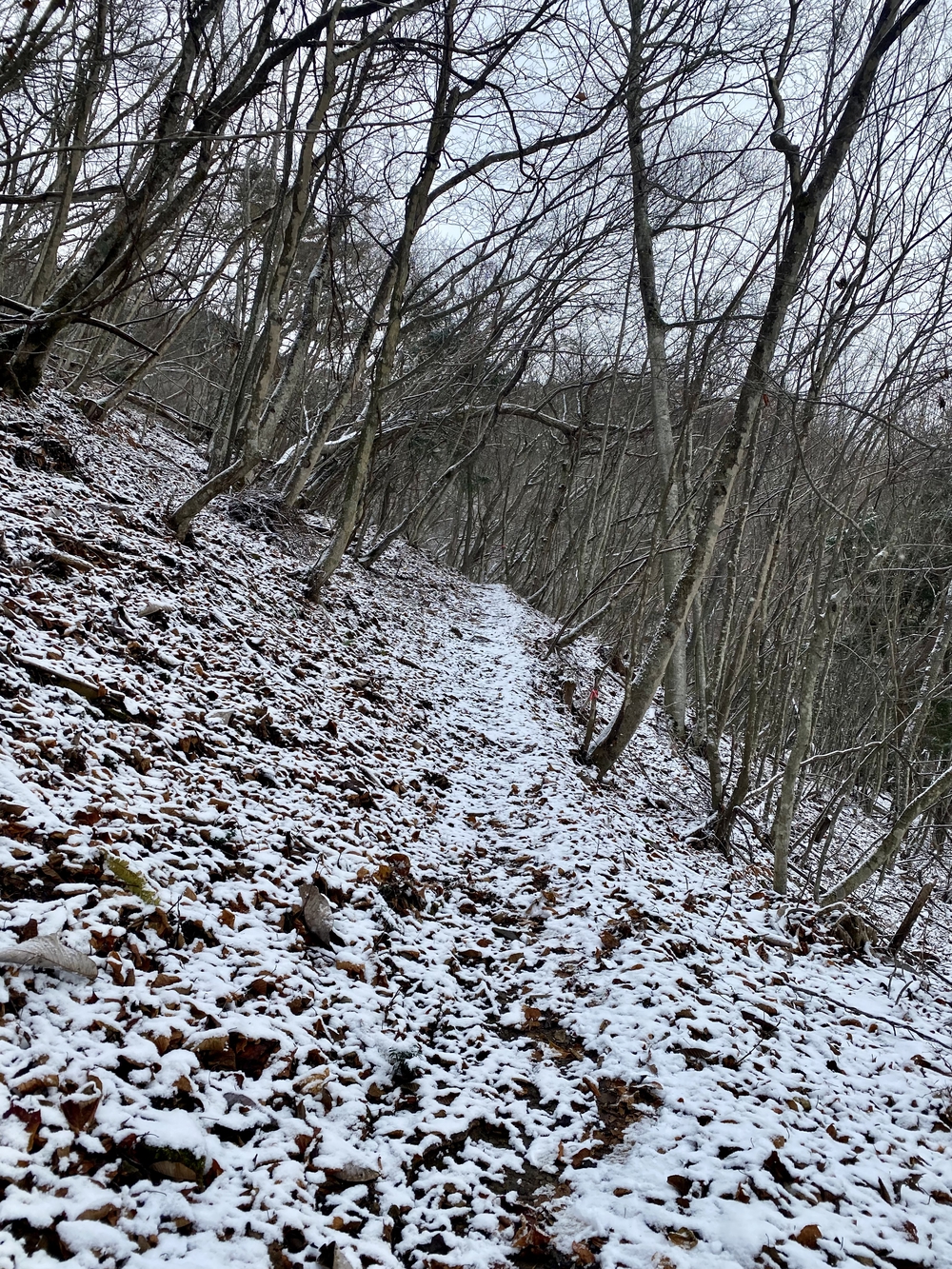 上田市  子壇嶺岳からの新蕎麦ランの写真7