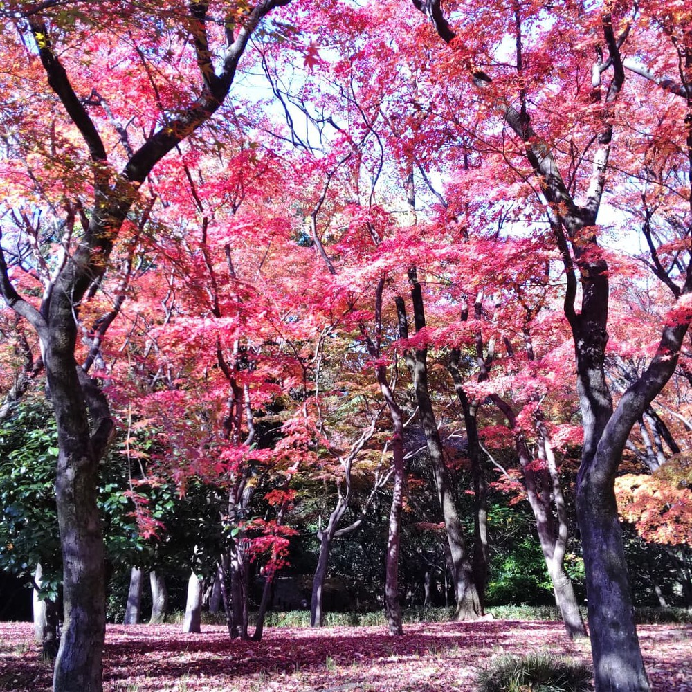 都内紅葉Run！の写真3