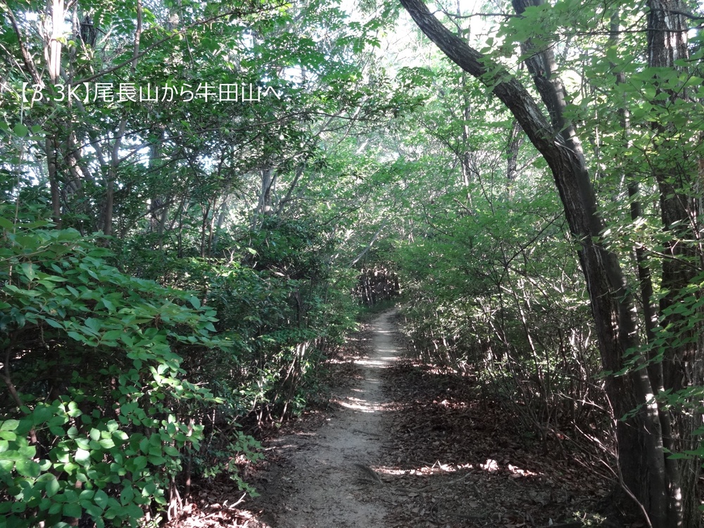 【トレイル10K】広島駅前の本格トレイル！牛田山周回コースの写真7