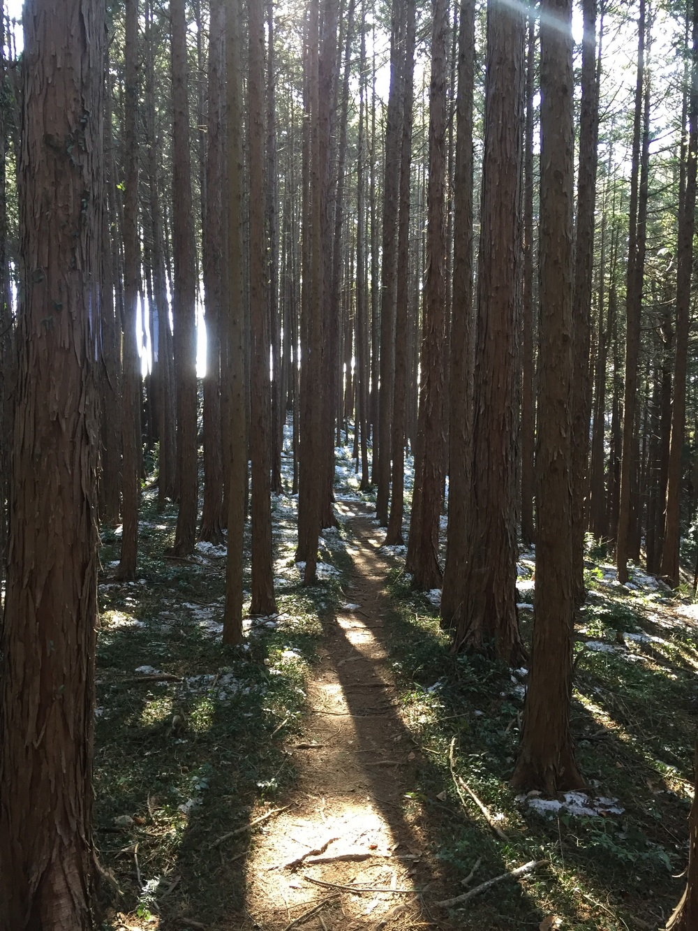 飯能市内ぐるーっとトレラン10Kコースの写真6