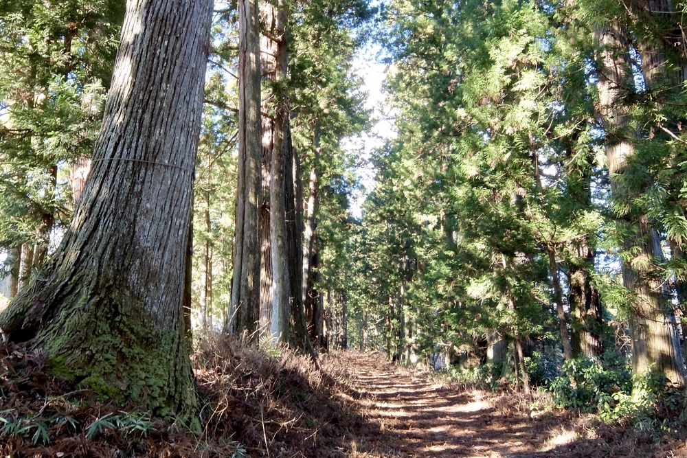 日光杉並木（日光例幣使街道・日光街道）の写真3