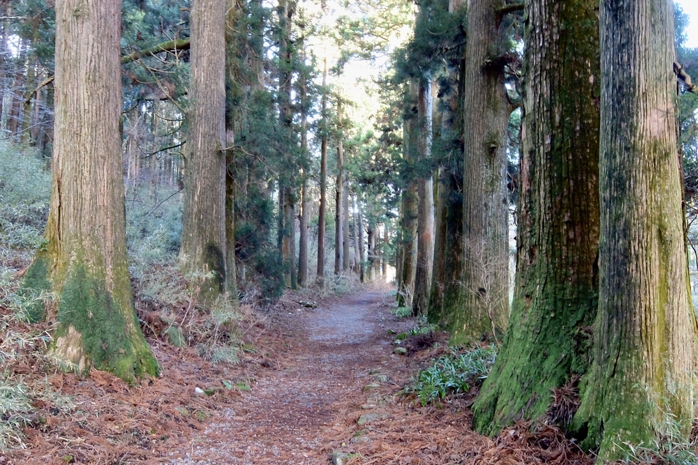 箱根旧街道（旧東海道 小田原宿〜三島宿）の写真6