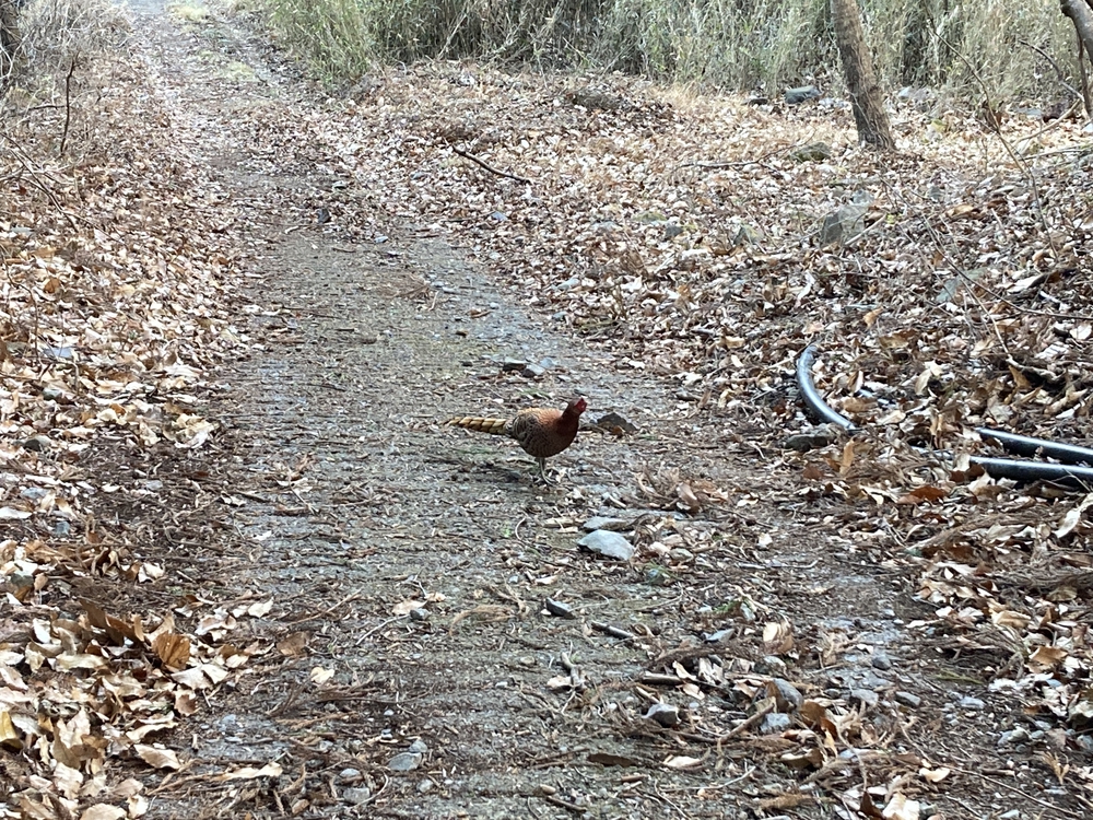 甲斐国　武田神社と武田の杜＋愛宕山スカイラインの写真4
