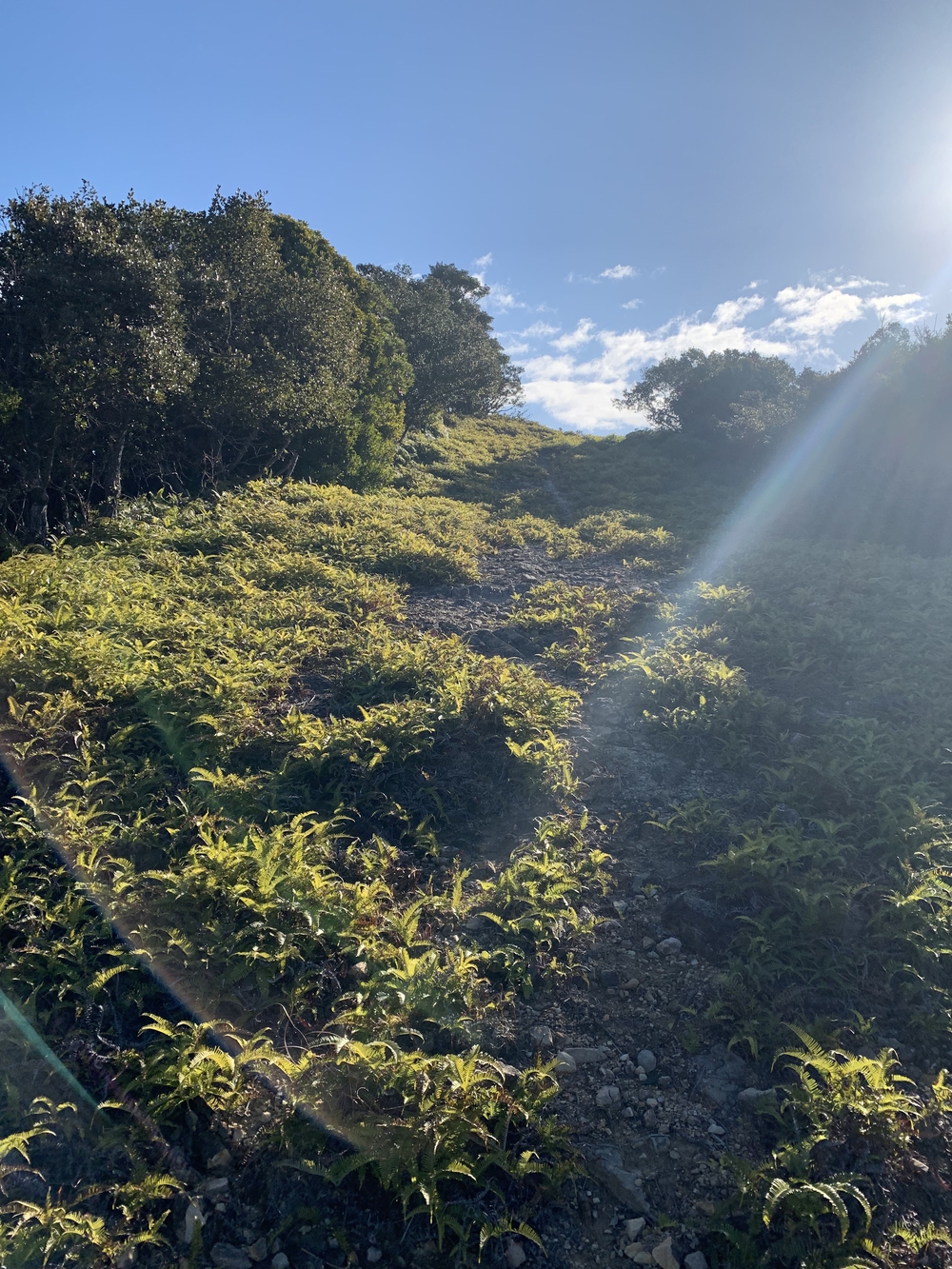 奥白浜　椿温泉からのトレイルラン　2.5kmの写真3