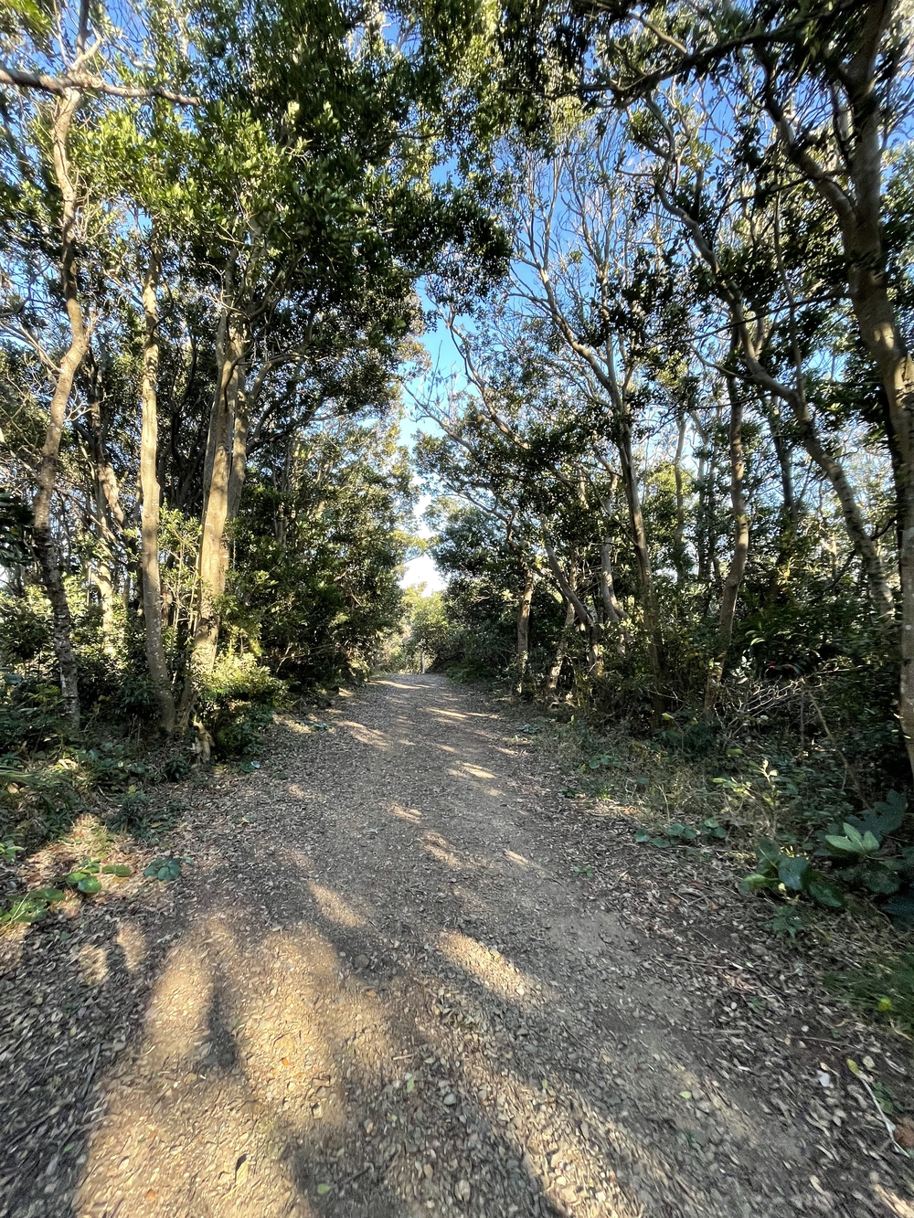 黒船の街下田から爪木崎の絶景海岸と金谷温泉の千人風呂を味わうマラニックコースの写真8