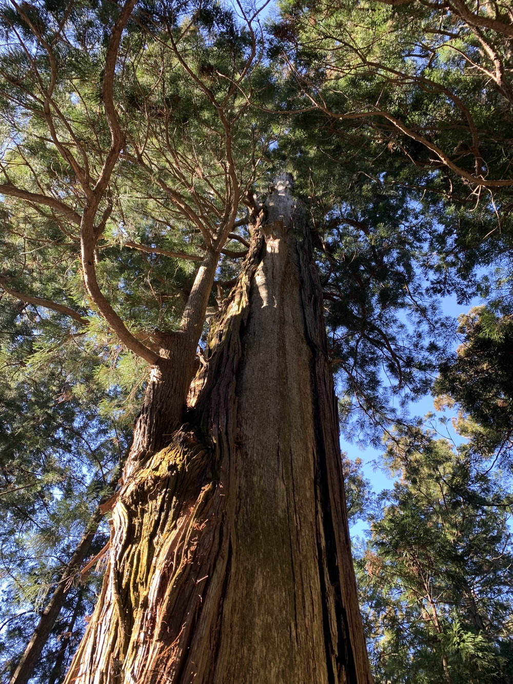 那珂川役場〜鷲子山神社まで往復の写真3