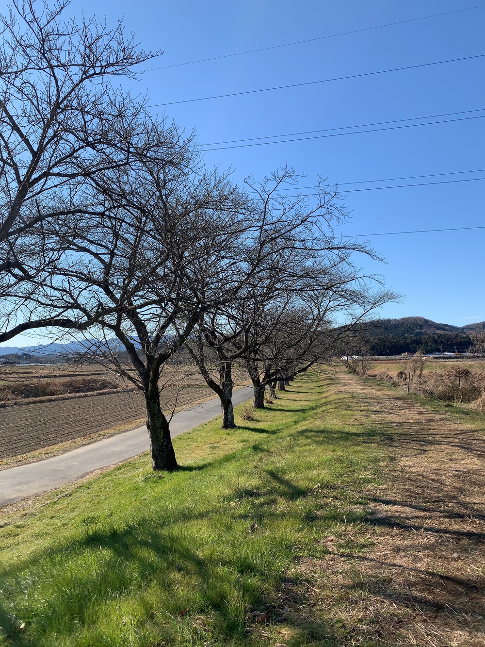 嵐山渓谷+大平山(スニーカーで行ける山)の写真4