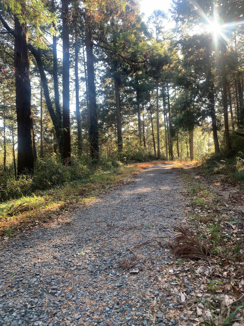 嵐山渓谷+大平山(スニーカーで行ける山)の写真7