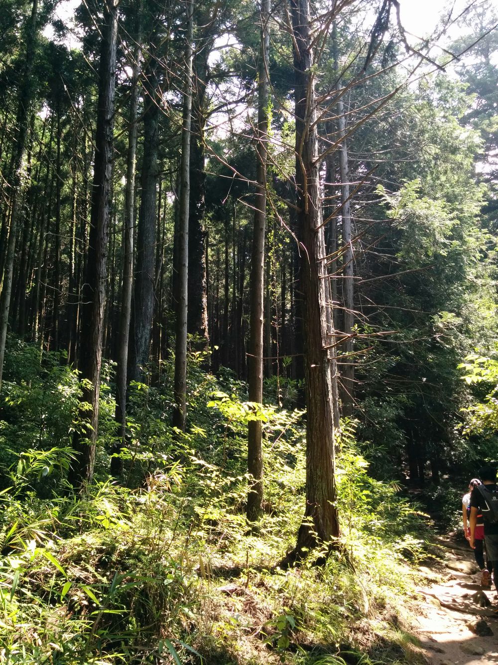 筑波山トレイル＋男体山・薬王院周回コースの写真4