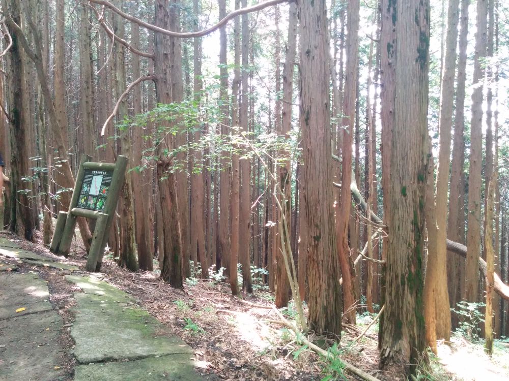 筑波山トレイル＋男体山・薬王院周回コースの写真8