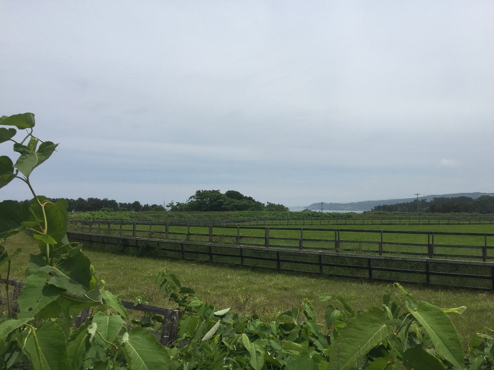 シーガルビュー鮫灯台を中心に周回して何回灯台を見れるか対決の写真12