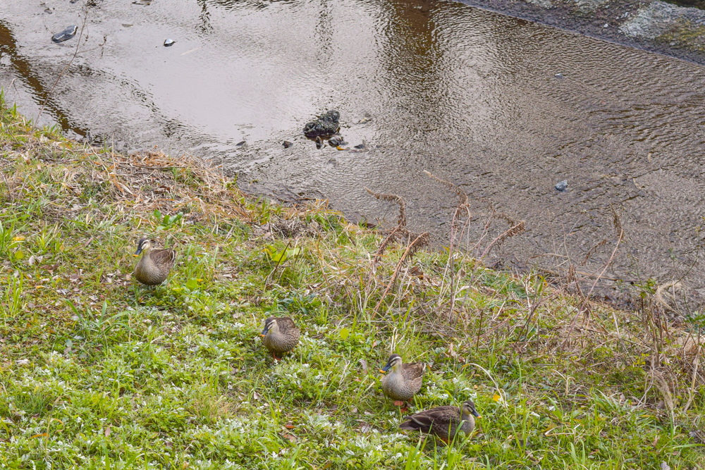 立川の見どころ詰め合わせハーフの写真6