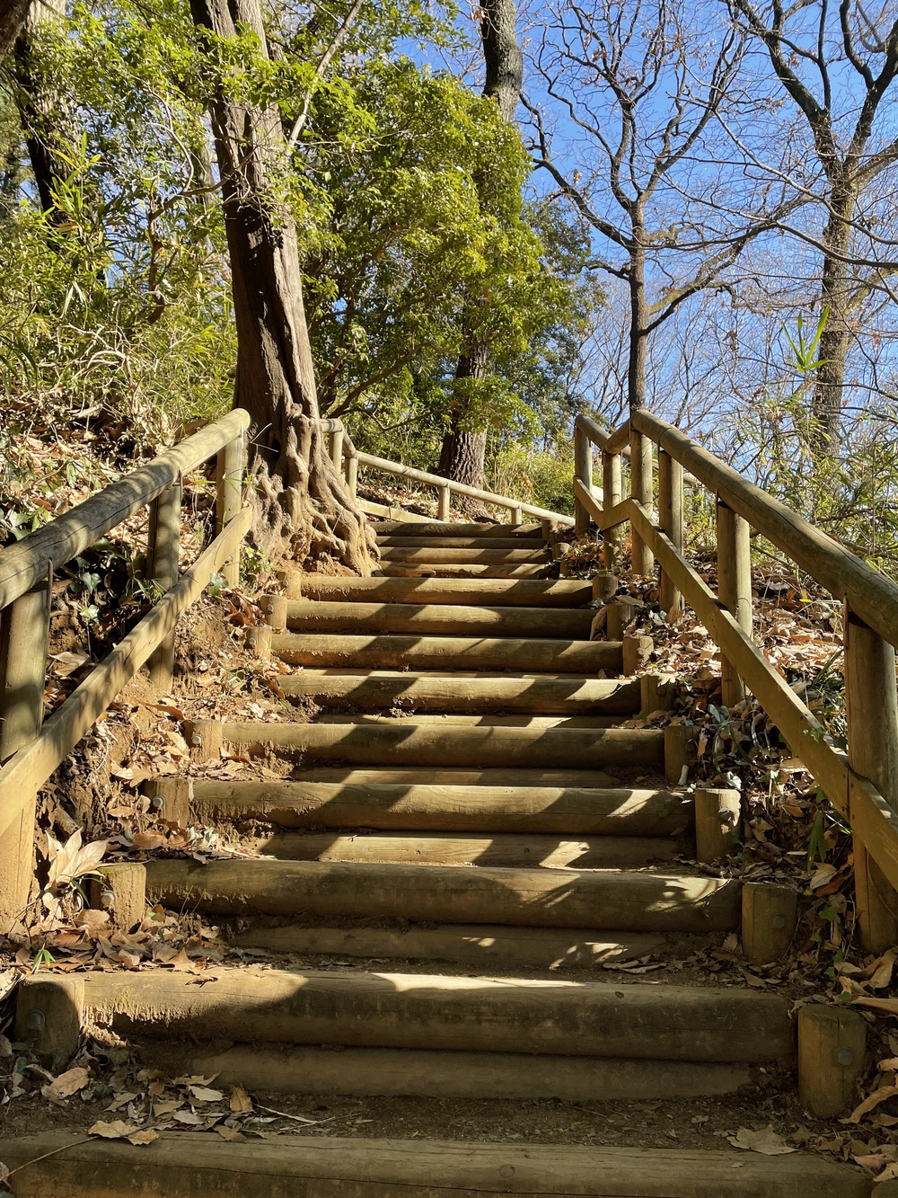 生田緑地外周の写真3