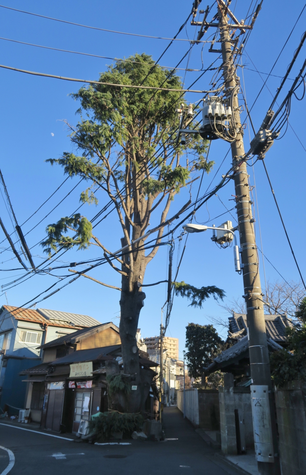 谷中ラン＆ウォーク（通訳案内士オススメ）の写真6