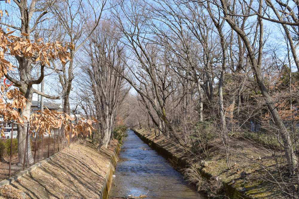 立川なのに自然を感じられる！玉川上水ランコースの写真3