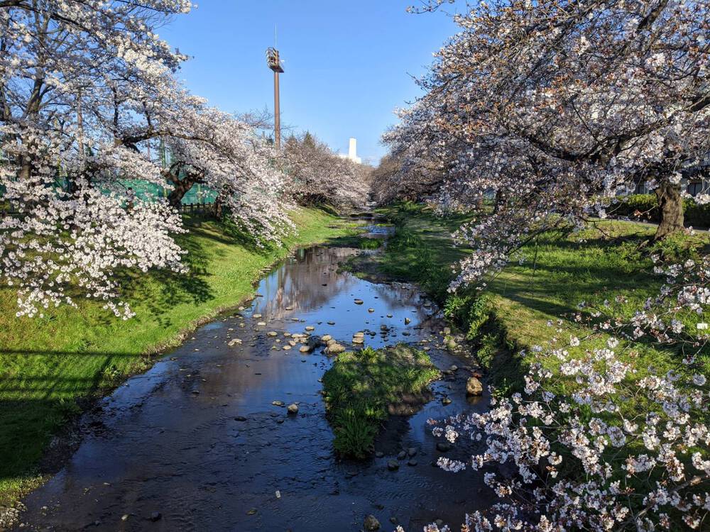 春まで待てない多摩川＆根川緑道周回コースの写真3