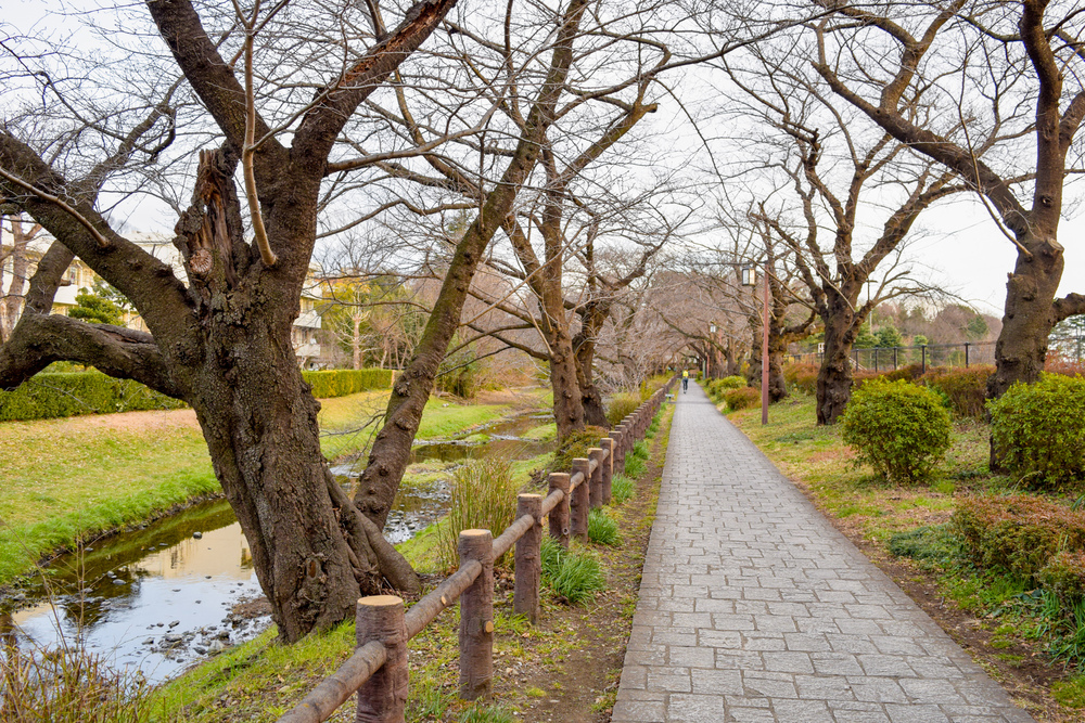 立川10ｋｍ・多摩川河川敷から立川市街への写真3