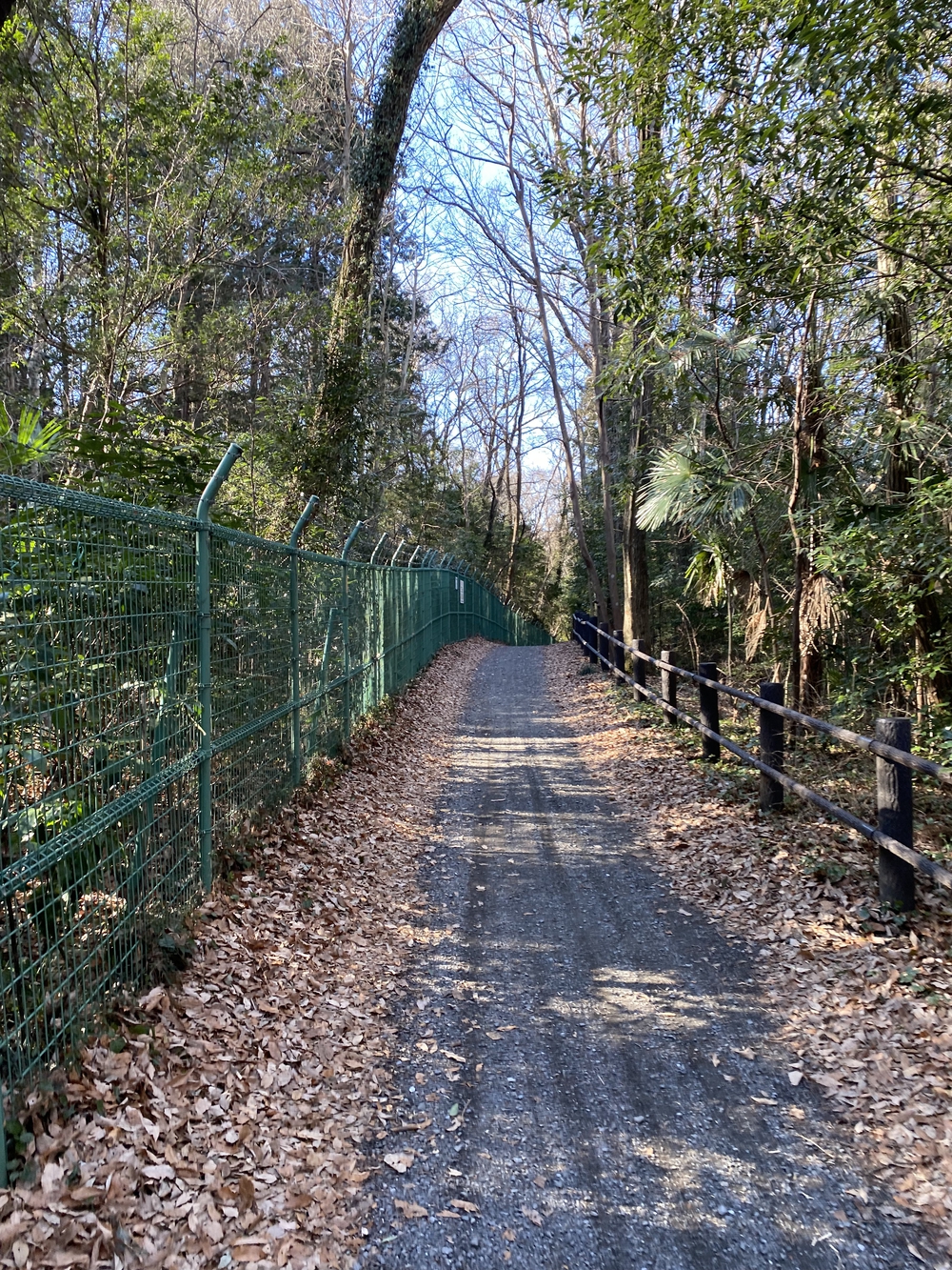 多摩湖、狭山湖を周遊。途中から森に。トレイル要素もありの写真3