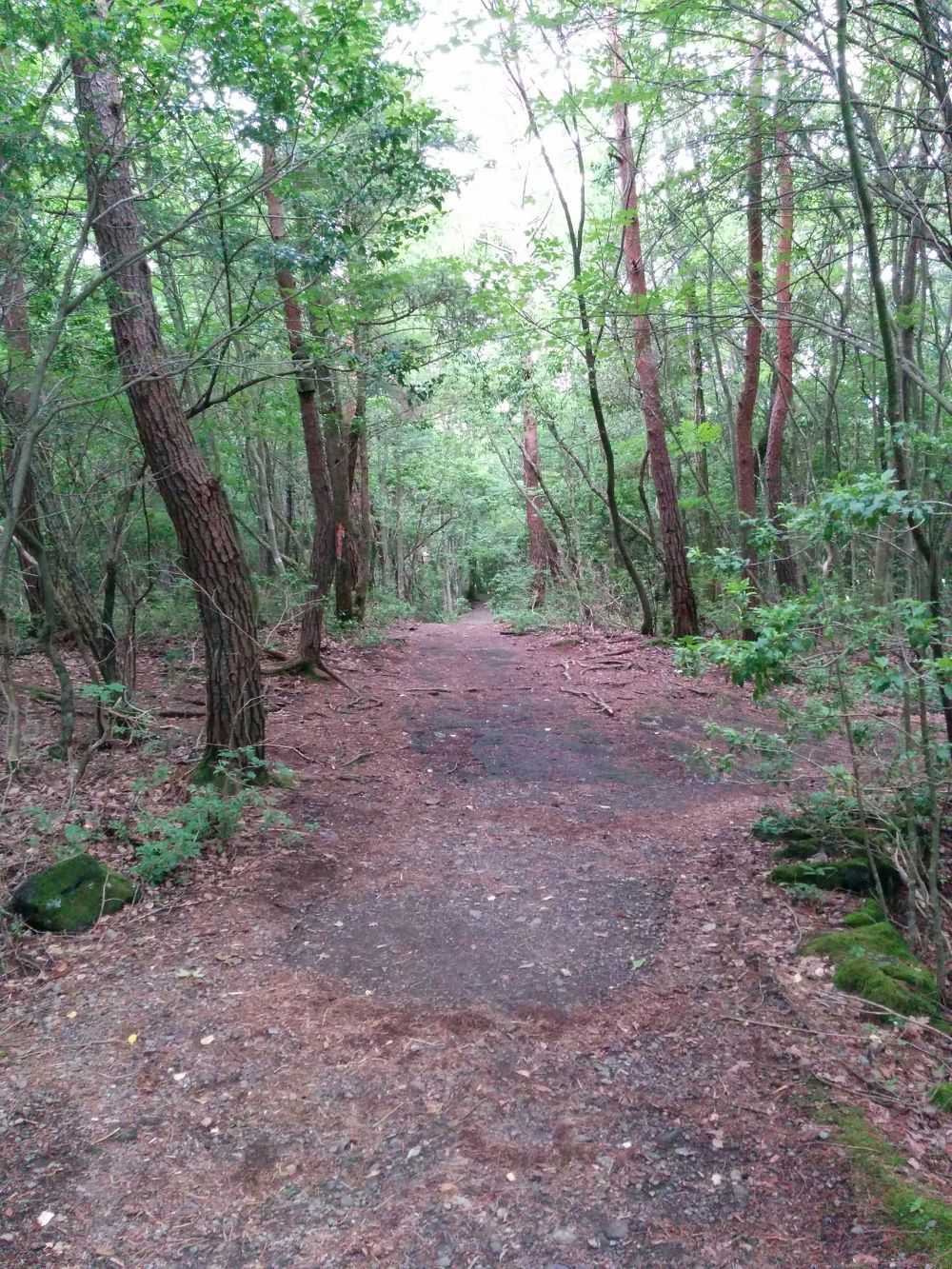 西湖(富士五湖)の青木ヶ原樹海コースの写真3