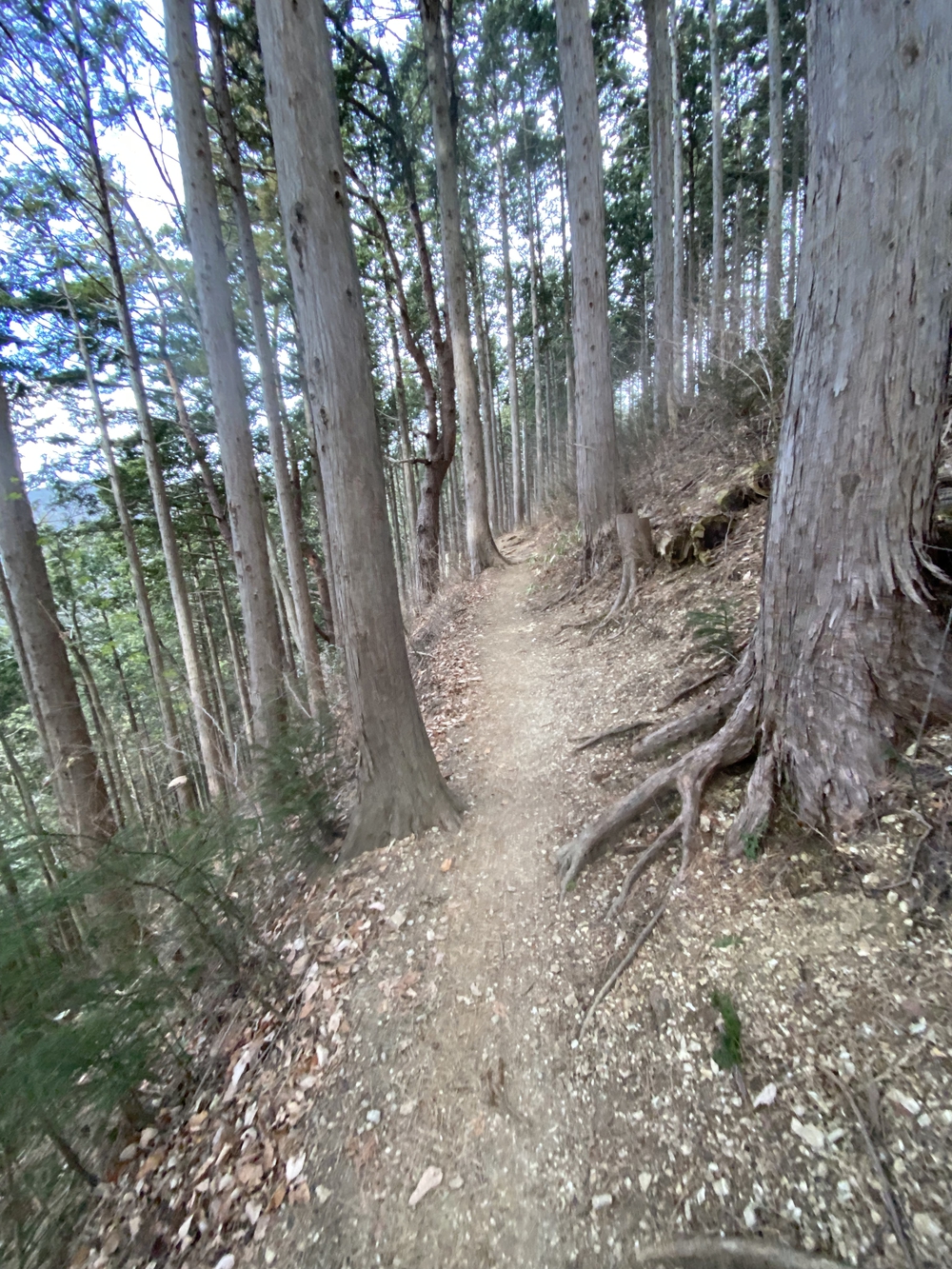 高尾山口駅から北高尾山陵、陣馬山経由で藤野駅の写真11