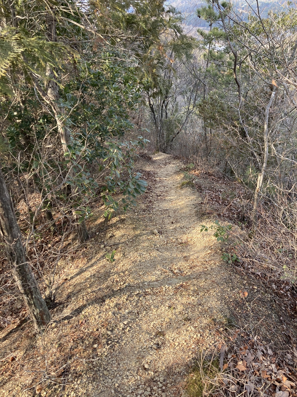 藤ノ木山に登ってきましたの写真3