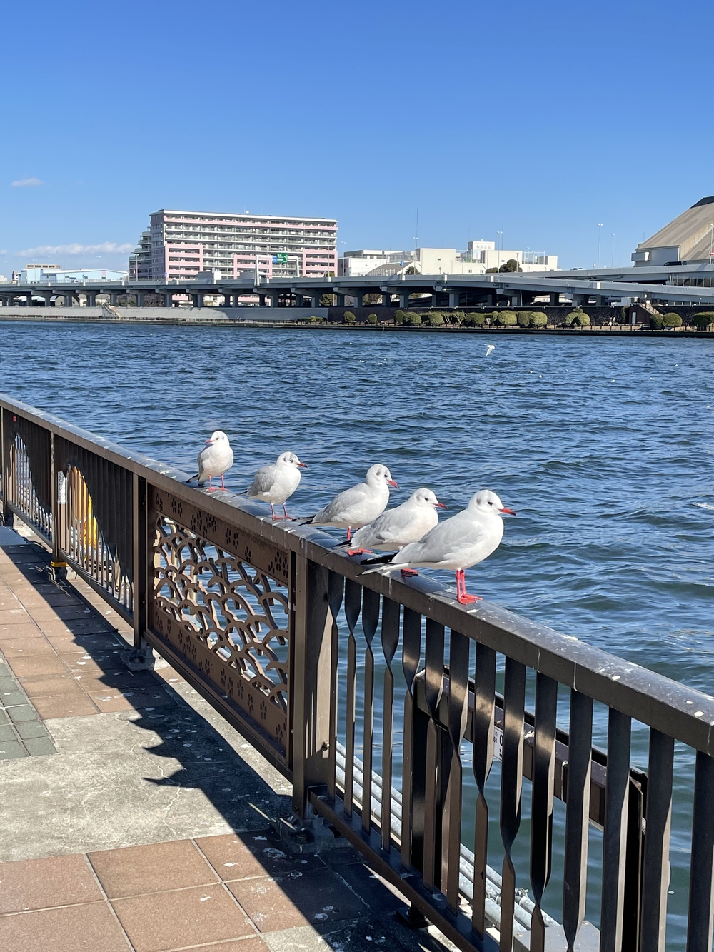 歌川広重と共にRUN 浅草寺の写真7