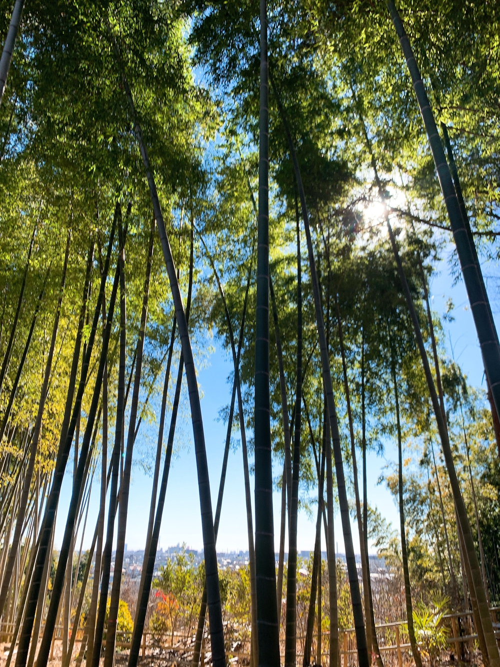 多摩湖周回ランニング15kmの写真4