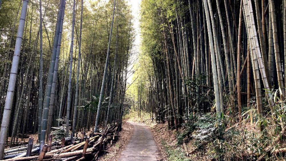 幻の『大仏鉄道』遺構めぐりの写真9