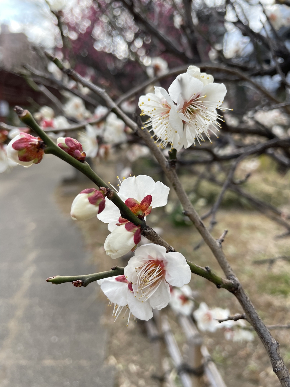 歌川広重と共にRUN 蒲田梅屋敷の写真4