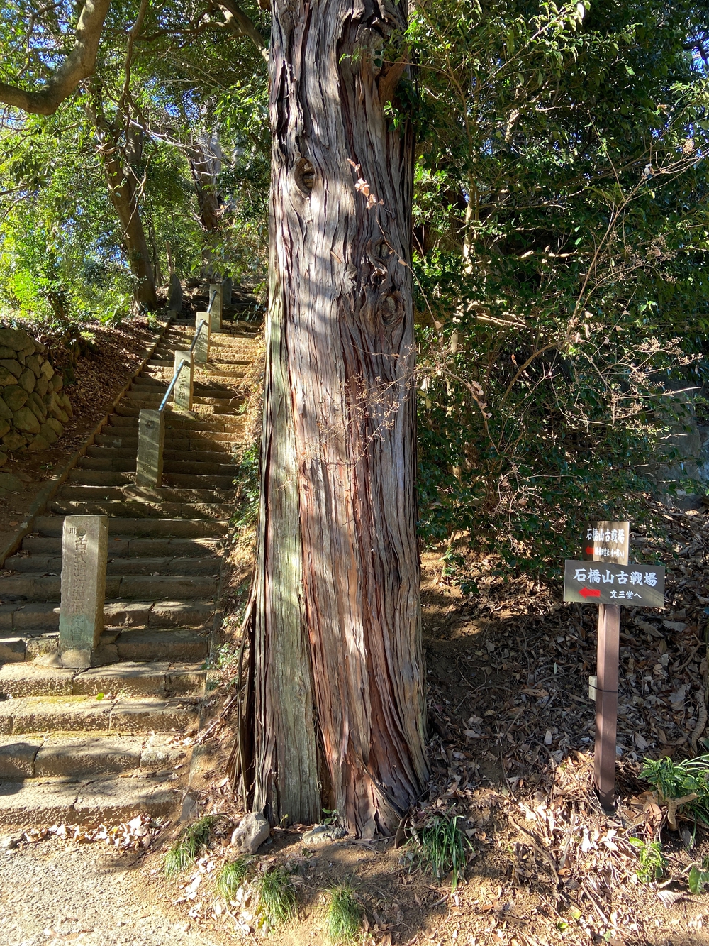 源頼朝　石橋山古戦場跡を巡るの写真15