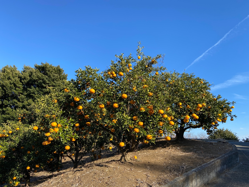 源頼朝　石橋山古戦場跡を巡るの写真21