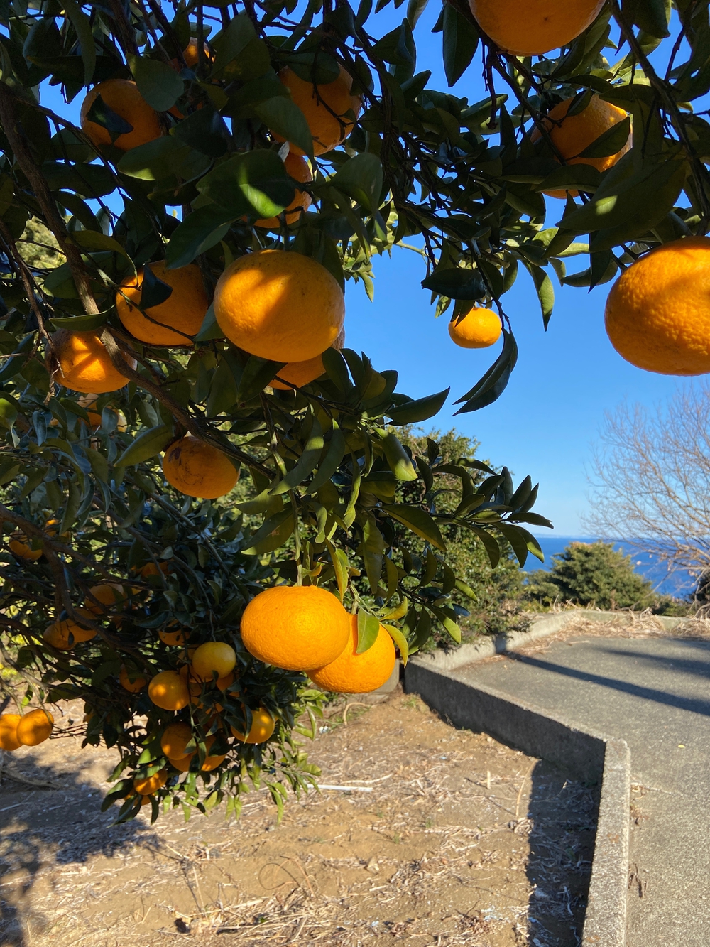 源頼朝　石橋山古戦場跡を巡るの写真22