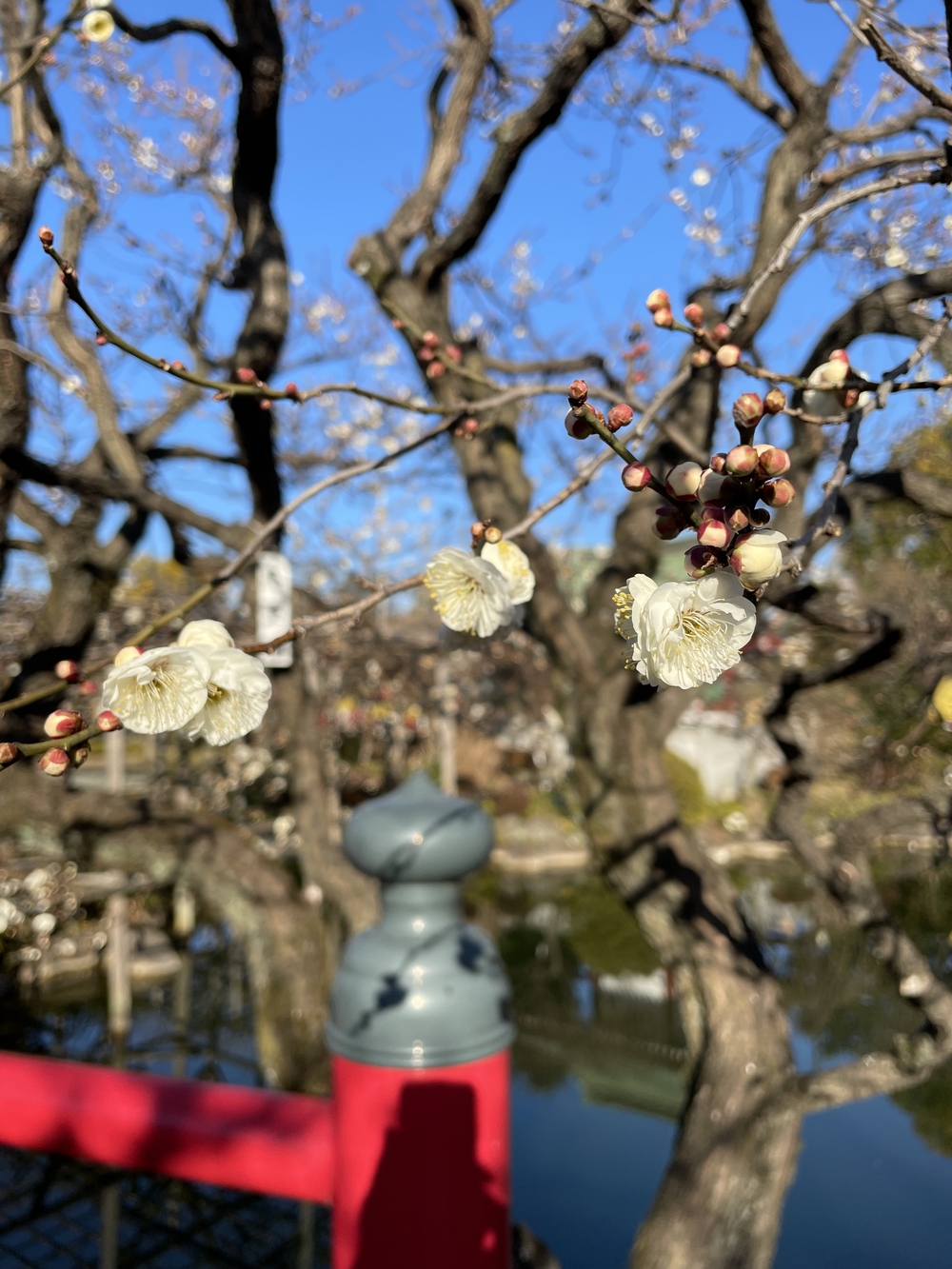 歌川広重と共にRUN 亀戸天神の写真3