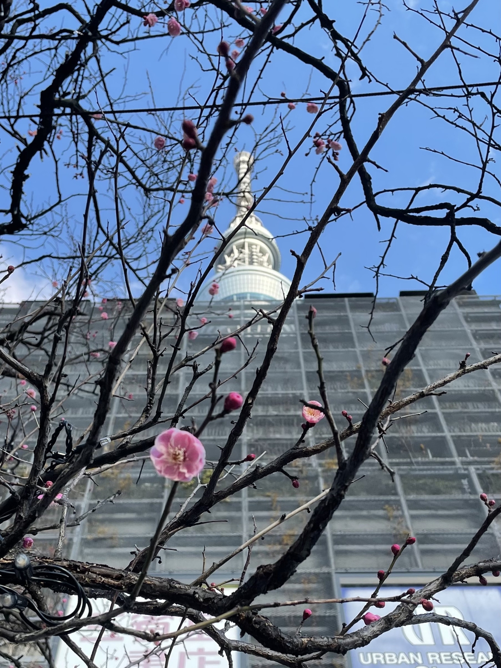 歌川広重と共にRUN 亀戸天神の写真7