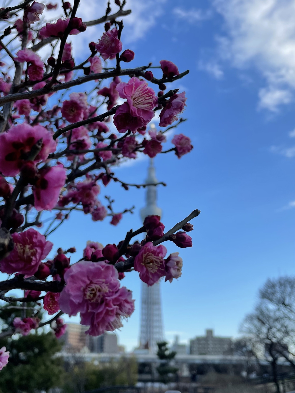 歌川広重と共にRUN 亀戸天神の写真8