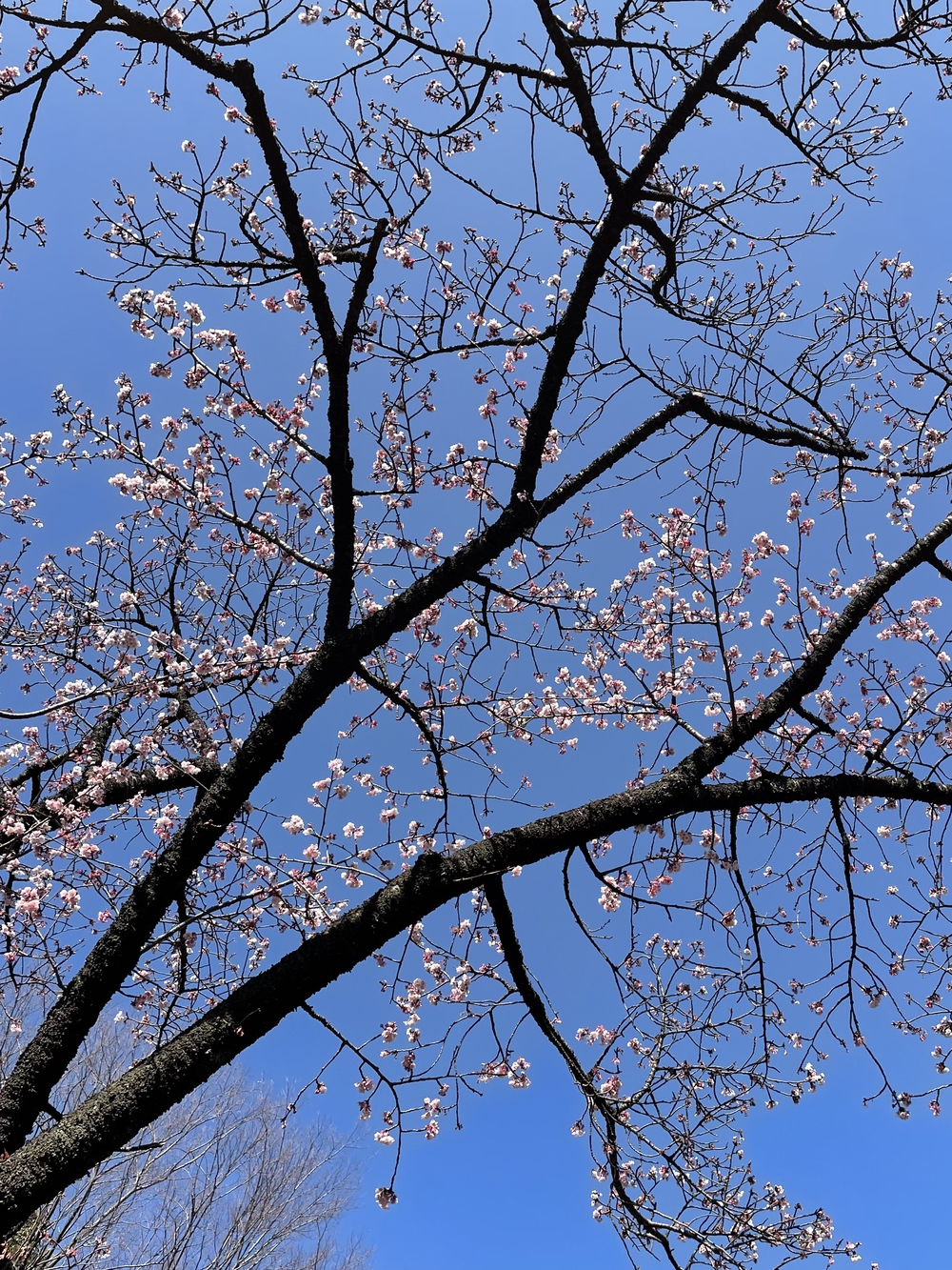 歌川広重と共にRUN 本郷 赤門の写真15