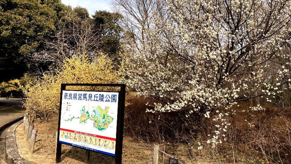 明神山展望台と唐古鍵遺跡の写真18