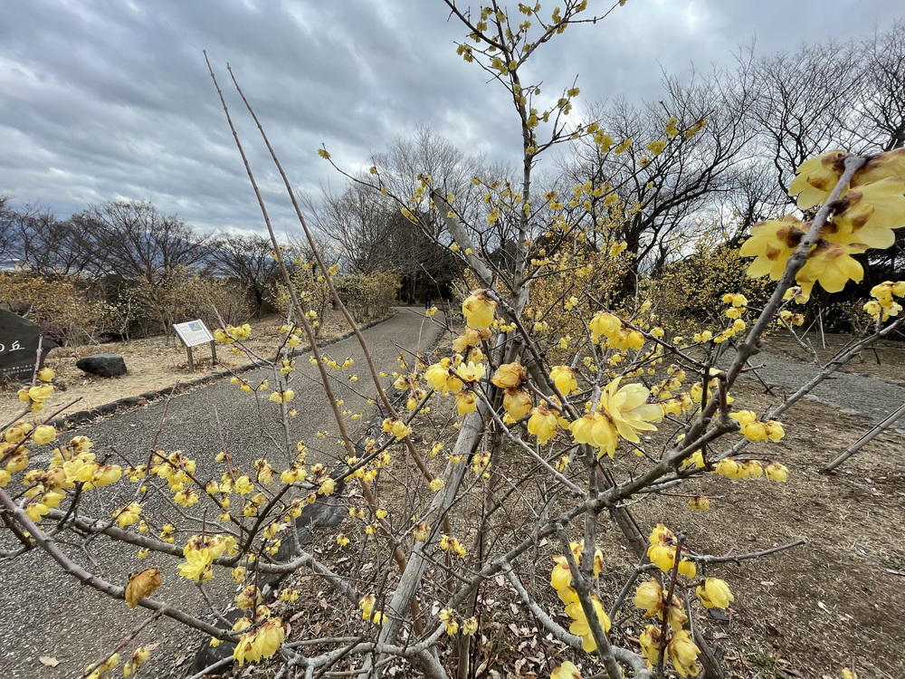 岩本山クライムセグメントの写真10