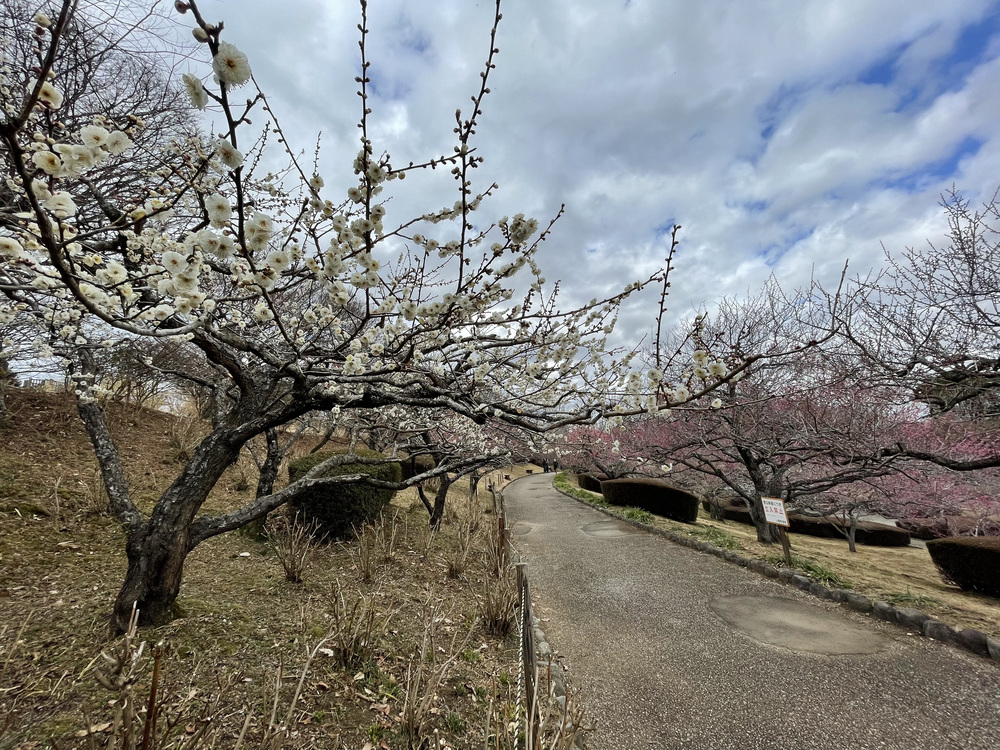 岩本山クライムセグメントの写真11