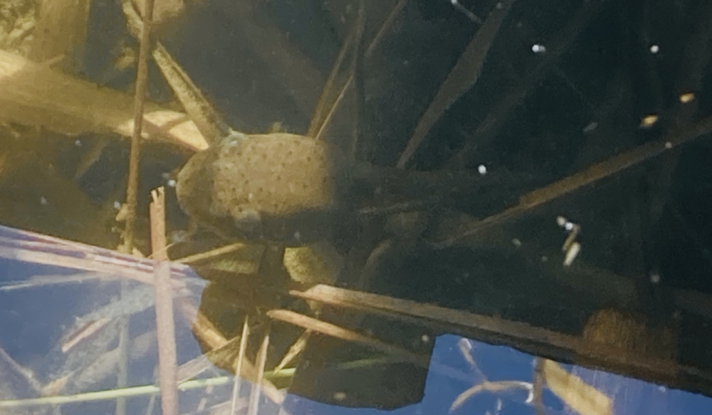 彩湖&ミニ彩湖散策路コースの写真3