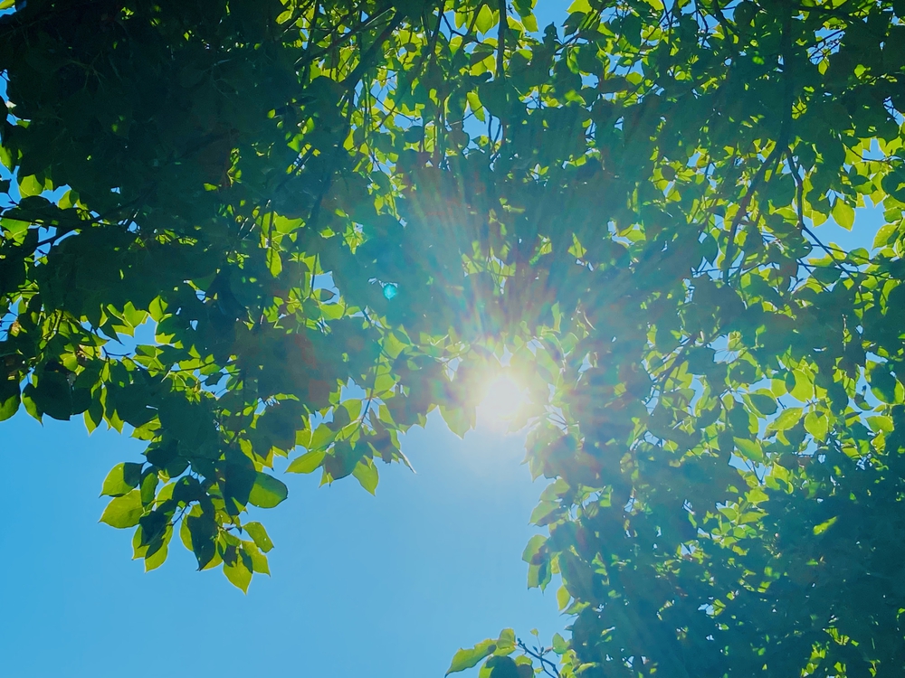 彩湖&ミニ彩湖散策路コースの写真5