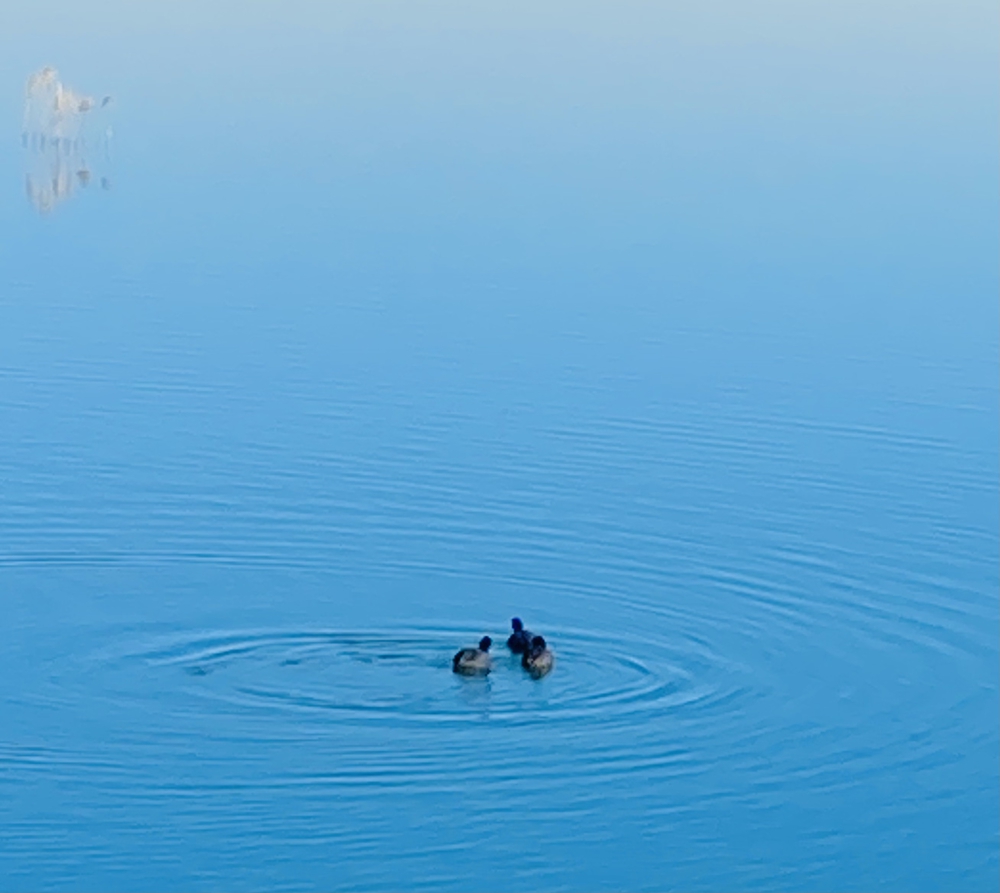 彩湖&ミニ彩湖散策路コースの写真6