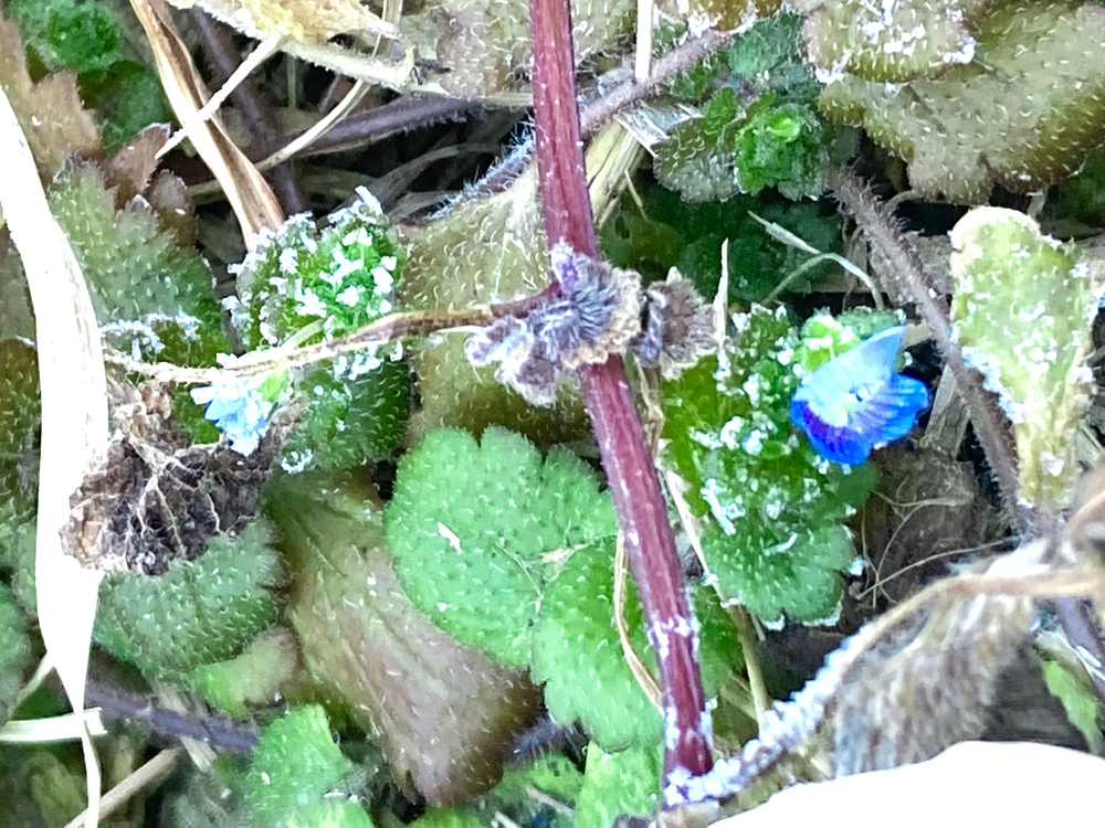 彩湖&ミニ彩湖散策路コースの写真7