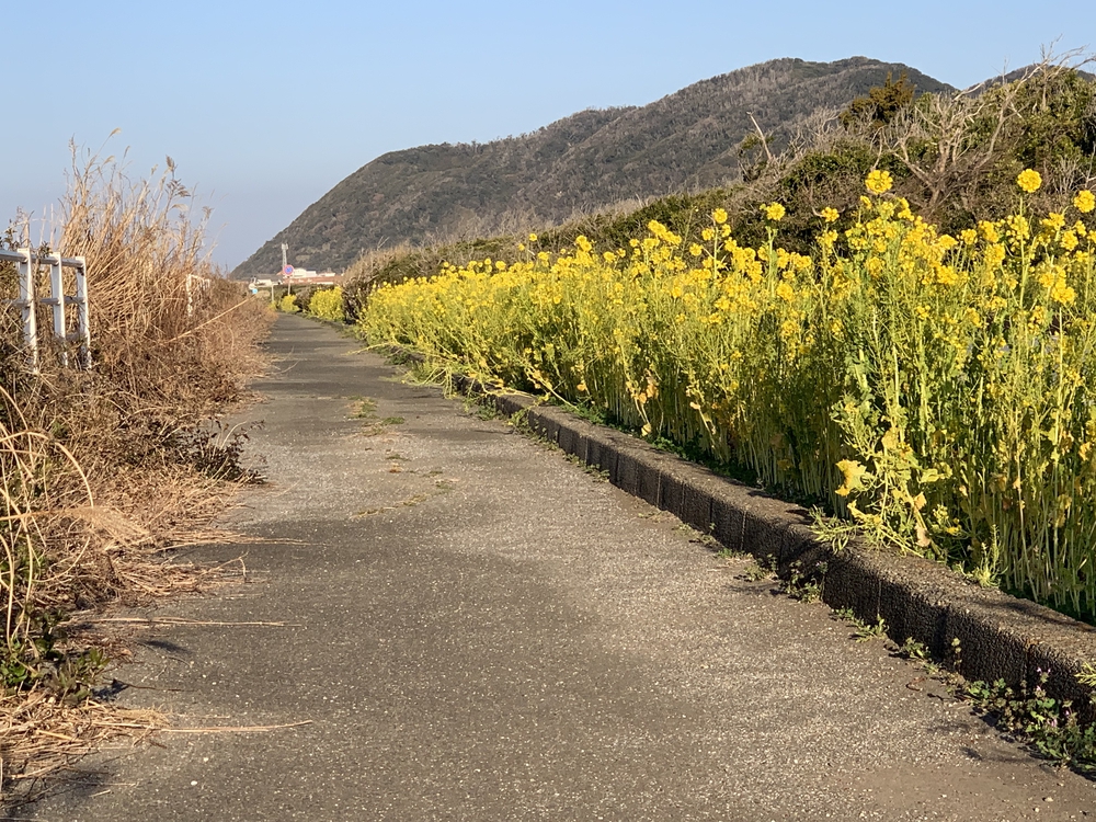 南房パラダイスから房総フラワーラインの写真6